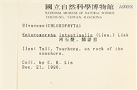 腸滸苔, 河石髮藏品圖，第2張