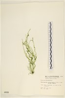 腸滸苔, 河石髮藏品圖，第1張