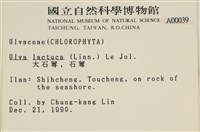 大石蓴, 石蓴藏品圖，第2張
