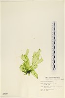 大石蓴, 石蓴藏品圖，第1張