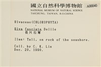 長片石蓴, 裂片石蓴藏品圖，第2張