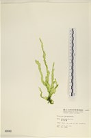 長片石蓴, 裂片石蓴藏品圖，第1張