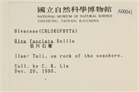 長片石蓴, 裂片石蓴藏品圖，第2張