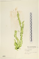 長片石蓴, 裂片石蓴藏品圖，第1張