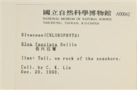 長片石蓴, 裂片石蓴藏品圖，第2張