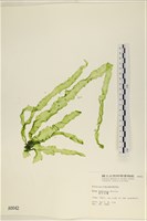 長片石蓴, 裂片石蓴藏品圖，第1張