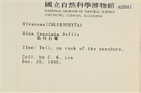 長片石蓴, 裂片石蓴藏品圖，第2張