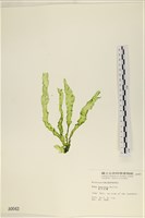 長片石蓴, 裂片石蓴藏品圖，第1張