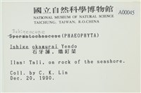 石牙藻, 石牙菜, 鐵釘菜藏品圖，第2張