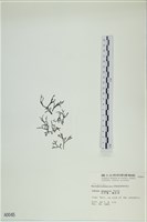 石牙藻, 石牙菜, 鐵釘菜藏品圖，第3張