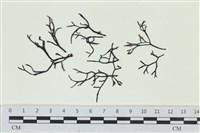 石牙藻, 石牙菜, 鐵釘菜藏品圖，第1張