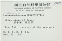 石牙藻, 石牙菜, 鐵釘菜藏品圖，第2張