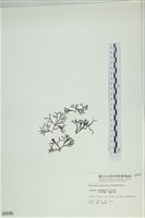 石牙藻, 石牙菜, 鐵釘菜藏品圖，第3張