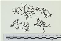 石牙藻, 石牙菜, 鐵釘菜藏品圖，第1張