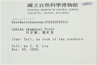 石牙藻, 石牙菜, 鐵釘菜藏品圖，第2張