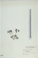 石牙藻, 石牙菜, 鐵釘菜藏品圖，第3張