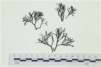 石牙藻, 石牙菜, 鐵釘菜藏品圖，第1張