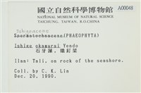 石牙藻, 石牙菜, 鐵釘菜藏品圖，第2張