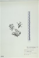 石牙藻, 石牙菜, 鐵釘菜藏品圖，第1張