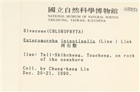 腸滸苔, 河石髮藏品圖，第2張