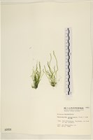 腸滸苔, 河石髮藏品圖，第1張
