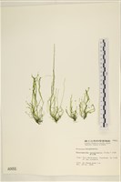 腸滸苔, 河石髮藏品圖，第1張