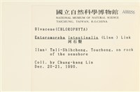 腸滸苔, 河石髮藏品圖，第2張