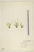 腸滸苔, 河石髮藏品圖，第3張