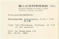 腸滸苔, 河石髮藏品圖，第2張