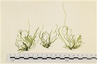 腸滸苔, 河石髮藏品圖，第1張