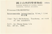 腸滸苔, 河石髮藏品圖，第2張
