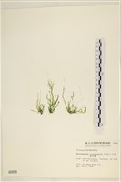 腸滸苔, 河石髮藏品圖，第3張