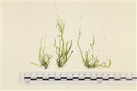 腸滸苔, 河石髮藏品圖，第1張