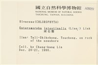 腸滸苔, 河石髮藏品圖，第2張
