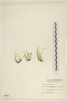 腸滸苔, 河石髮藏品圖，第3張