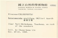 筋條石髮藏品圖，第2張