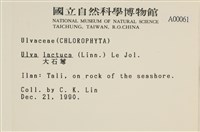 大石蓴, 石蓴藏品圖，第2張