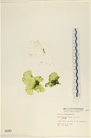 大石蓴, 石蓴藏品圖，第1張