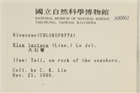 大石蓴, 石蓴藏品圖，第2張