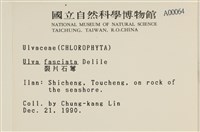 長片石蓴, 裂片石蓴藏品圖，第2張