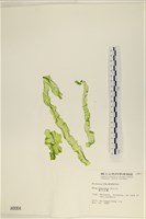 長片石蓴, 裂片石蓴藏品圖，第1張