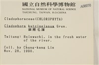 細剛毛藻藏品圖，第2張