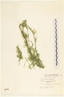 細剛毛藻藏品圖，第1張