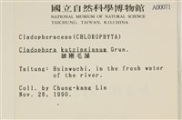 細剛毛藻藏品圖，第2張