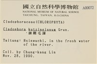 細剛毛藻藏品圖，第2張