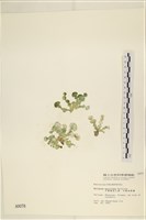 大葉海仙人掌, 大葉仙掌藻藏品圖，第1張