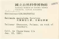 大葉海仙人掌, 大葉仙掌藻藏品圖，第2張