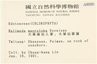 大葉海仙人掌, 大葉仙掌藻藏品圖，第2張