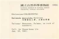 大葉海仙人掌, 大葉仙掌藻藏品圖，第2張