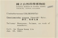 粗硬毛藻, 綠苔藏品圖，第2張